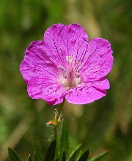 Geranium sang. 'Ankum's Pride' Pot 9 cm