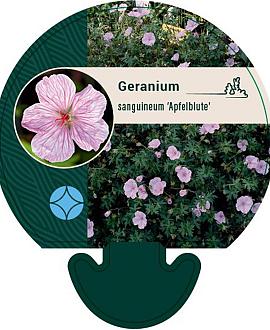 Geranium sang. 'Apfelblute' Pot 9 cm
