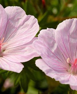Geranium sang. 'Apfelblute' Pot 9 cm