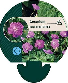 Geranium sang. 'Elsbeth' Pot 9 cm