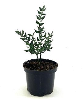 Ruscus aculeatus Pot 1,5 liter