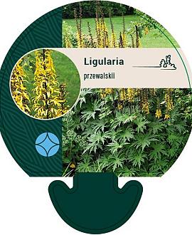 Ligularia przewalskii Pot 9 cm