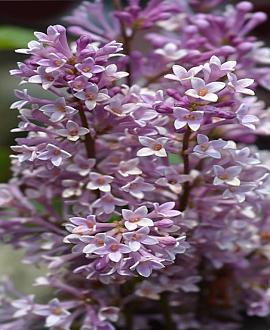 Syringa hyac. 'Esther Staley' Pot 7,5 Liter 80 - 100 cm