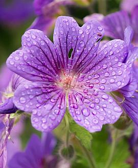 Geranium 'Sirak' Pot 9 cm