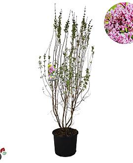 Syringa microphylla 'Superba' Pot 12 liter 80 - 100 cm
