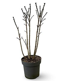 Syringa v. 'And. an Ludwig Späth' Pot 12 liter 80 - 100 cm