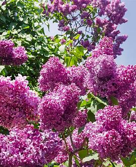 Syringa v. 'Belle de Nancy' Pot 7,5 Liter 80 - 100 cm
