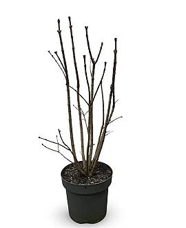 Syringa v. 'Charles Joly' Pot 12 liter 80 - 100 cm