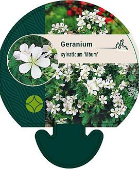 Geranium sylv. 'Album' Pot 9 cm
