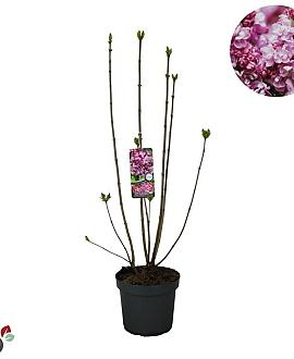 Syringa v. 'Katherine Havemeyer' Pot 12 liter 80 - 100 cm