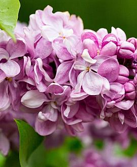Syringa v. 'Katherine Havemeyer' Pot 5 Liter 40 - 60 cm