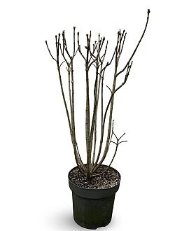 Syringa v. 'Michel Buchner' Pot 12 liter 80 - 100 cm