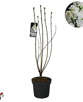 Syringa v. 'Mme Lemoine' Pot 12 liter 80 - 100 cm