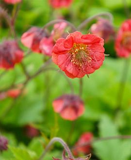 Geum rivale 'Flames of Passion' Pot 9 cm