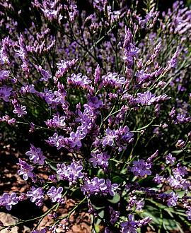Limonium latifolium Pot 9 cm
