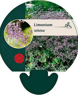 Limonium latifolium Pot 9 cm