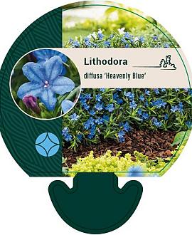 Glandora d. 'Heavenly Blue' Pot 9 cm