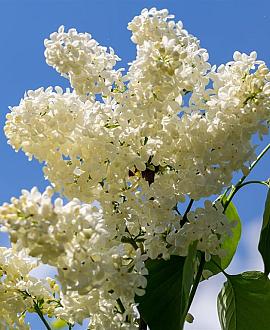 Syringa v. 'Primrose' Pot 5 Liter 60 - 80 cm