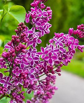 Syringa v. 'Sensation' Pot 5 Liter 60 - 80 cm