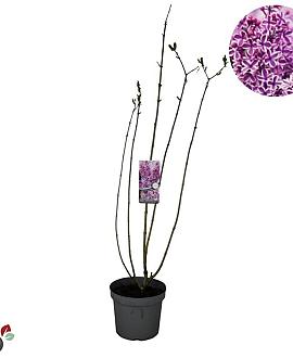 Syringa v. 'Sensation' Pot 7,5 Liter 80 - 100 cm