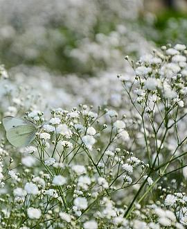 Gypsophila pan. 'Schneeflocke' Pot 9 cm