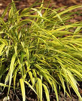 Hakonechloa macra 'All Gold' Pot 9 cm