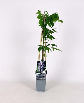 Wisteria flor. 'Domino' Pot 2 Liter