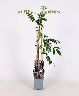Wisteria flor. 'Honbeni' Pot 2 Liter