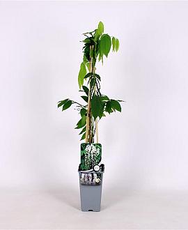 Wisteria flor. 'Shiro-noda' Pot 2 Liter