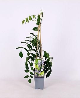 Wisteria macrostachya 'Blue Moon' Pot 2 Liter