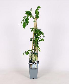 Wisteria sinensis 'Alba' Pot 2 Liter