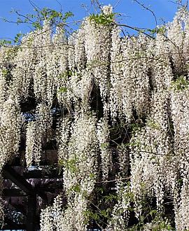 Wisteria sinensis 'Alba' Pot 2 Liter80 - 100 cm