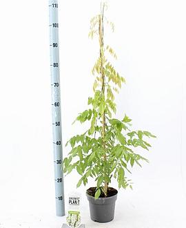 Wisteria sinensis 'Alba' Pot 2 Liter80 - 100 cm
