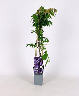 Wisteria sinensis 'Caroline' Pot 2 Liter