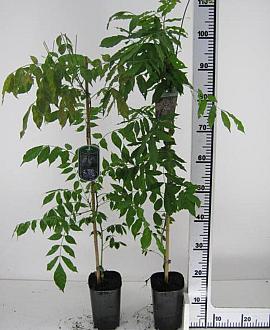 Wisteria sinensis 'Prolific' Pot 2 Liter80 - 100 cm