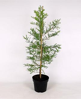Taxodium distichum Pot 12 liter 125 - 150 cm
