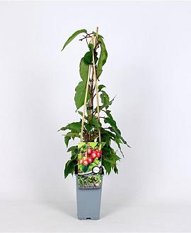Actinidia arguta 'Ananasnaya' Pot 2 Liter