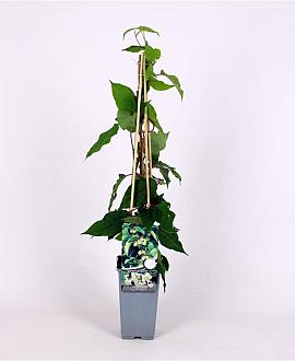 Actinidia a. 'Bayern' Pot 2 Liter