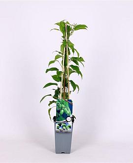 Actinidia a. 'Issai' Pot 2 Liter