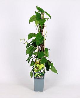 Actinidia a. 'Jumbo' Pot 2 Liter