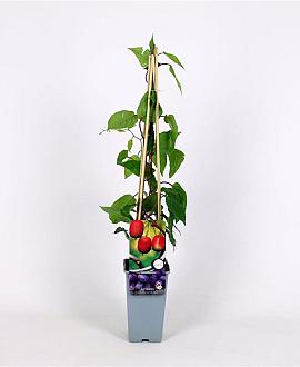 Actinidia a. 'Ken's Red' Pot 2 Liter