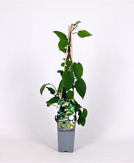 Actinidia a. 'Weiki' Pot 2 Liter