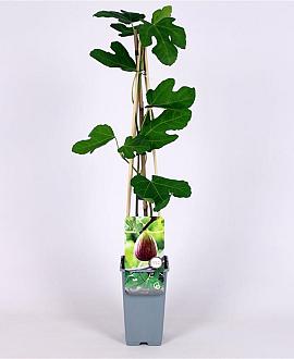 Ficus carica Pot 2 Liter