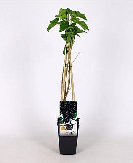 Ribes nigr. 'Titania' Pot 2 Liter