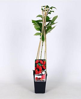 Rubus log. Loganberry Pot 2 Liter