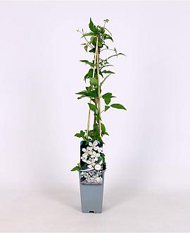 Clematis mont. 'Alba' Pot 2 Liter