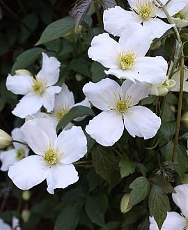 Clematis mont. 'Alba' Pot 2 Liter