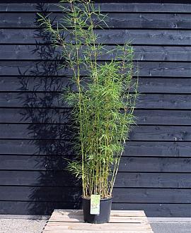 Fargesia robusta 'Campbell' Pot 20 Liter 200 - 225 cm