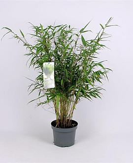 Fargesia robusta 'Pingwu' Pot 5 Liter 60 - 80 cm