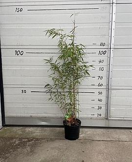 Fargesia scabrida 'Asian Wonder' Pot 5 Liter 60 - 80 cm